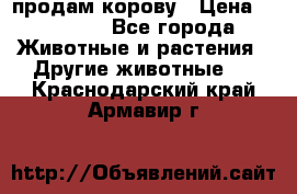 продам корову › Цена ­ 70 000 - Все города Животные и растения » Другие животные   . Краснодарский край,Армавир г.